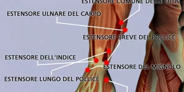 Muscoli dell'avambraccio laterali e anteriori
