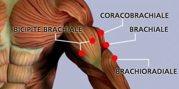 Flessori del braccio anteriori