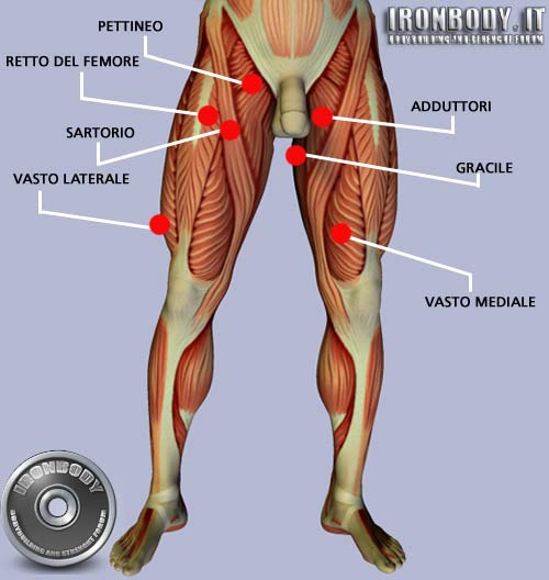 muscoli-coscia-anteriori.jpg
