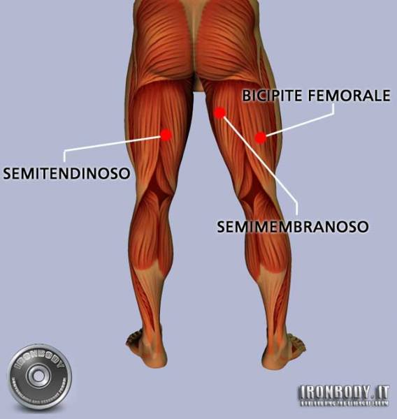 muscoli-coscia-posteriori.jpg