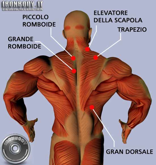 body building salento: anatomia muscolare
