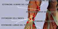 Muscoli dell'avambraccio laterali e anteriori