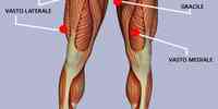 Muscoli della coscia anteriori e mediali
