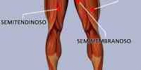 Muscoli della coscia posteriori
