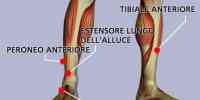 Muscoli della gamba anteriori