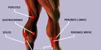 Muscoli della gamba posteriori e laterali